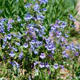 Silverton Bluemat Penstemon